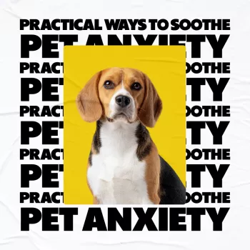 Soothe Pet Anxiety: Calm, Practical Steps That Work